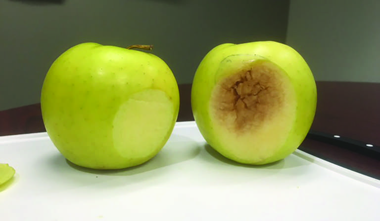 La nouvelle pomme qui ne brunit pas : Une collation santé