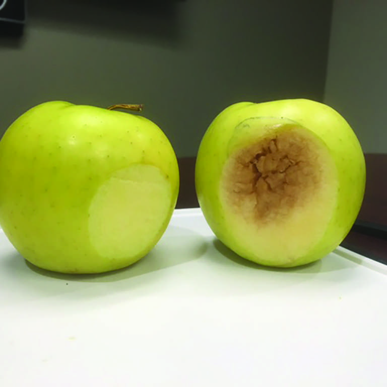 La nouvelle pomme qui ne brunit pas : Une collation santé